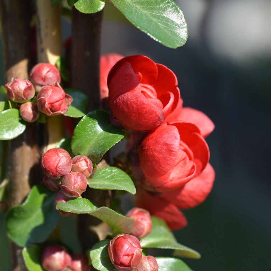 Membrillero del Japón Scarlet Storm - Chaenomeles speciosa