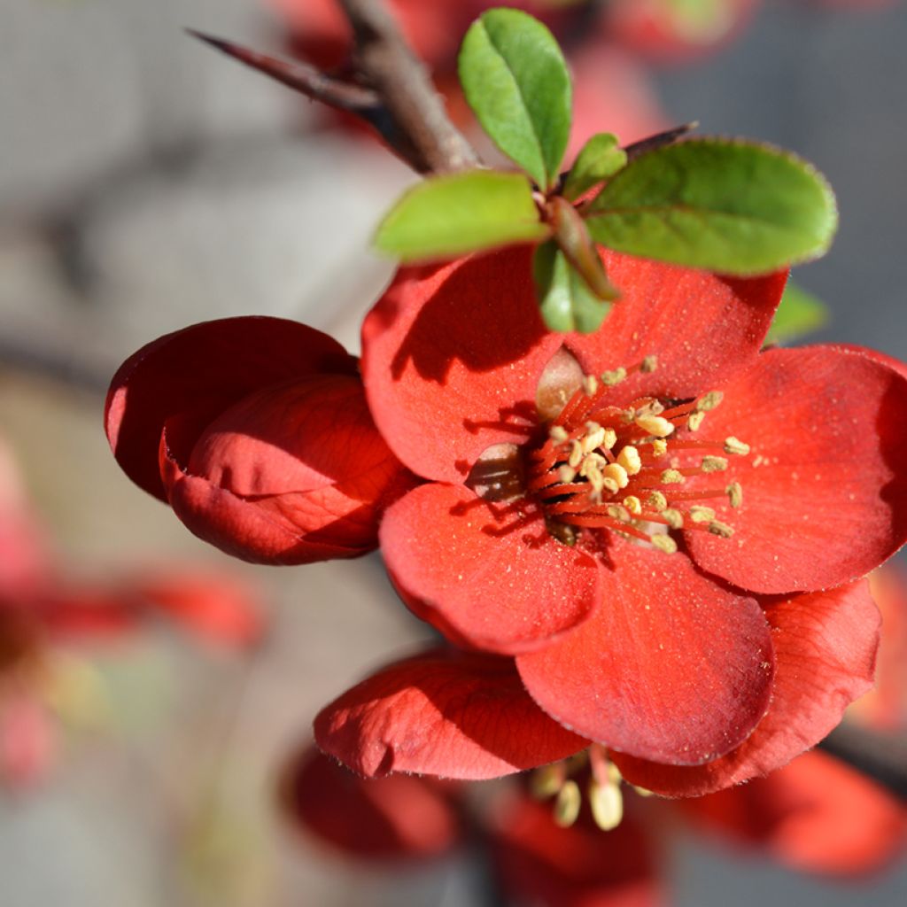 Membrillero del Japón Hollandia - Chaenomeles superba