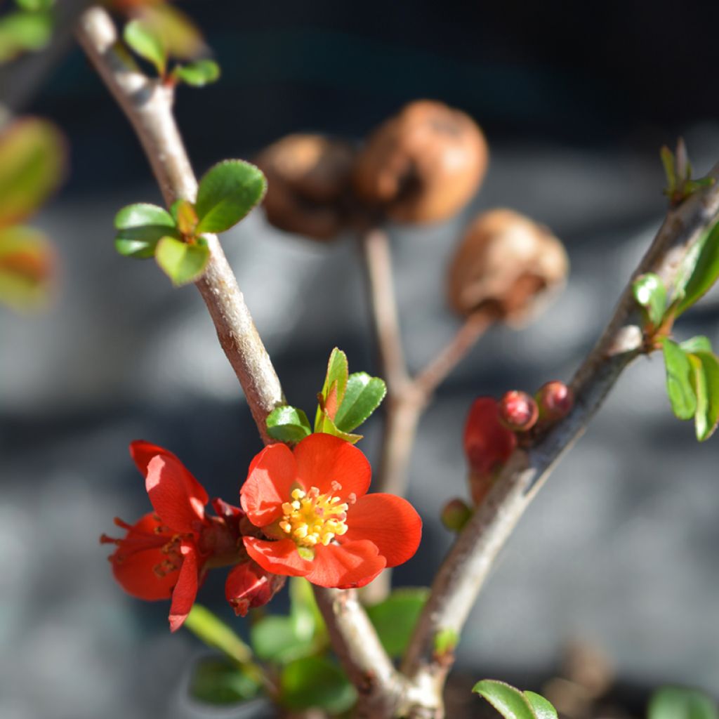 Membrillero del Japón Hollandia - Chaenomeles superba