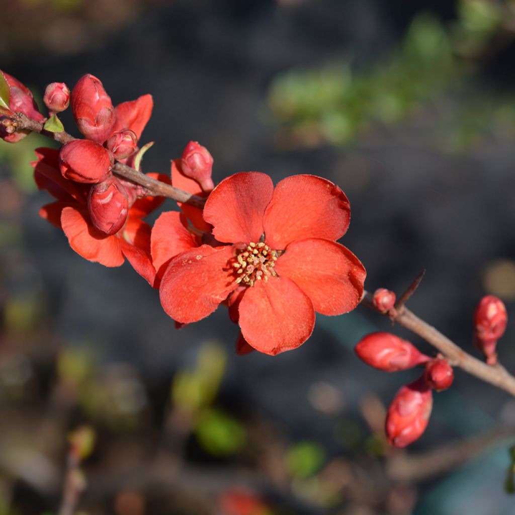 Membrillero del Japón Hollandia - Chaenomeles superba