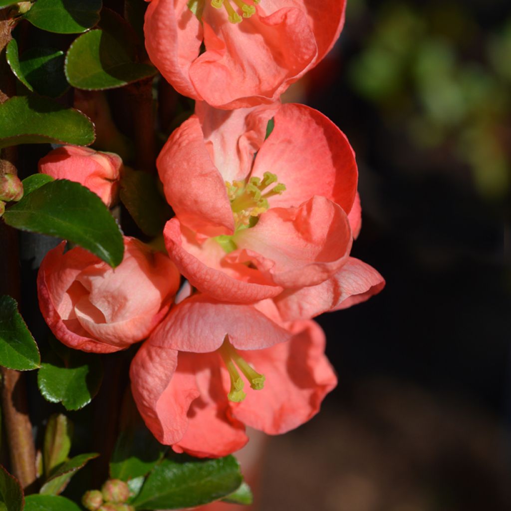 Membrillero del JapónSalmon Horizon - Chaenomeles superba