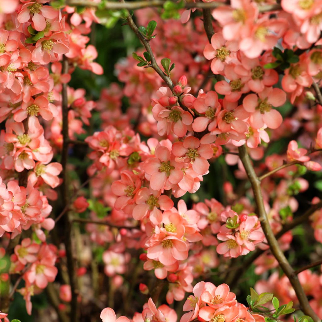 Membrillero del JapónSalmon Horizon - Chaenomeles superba