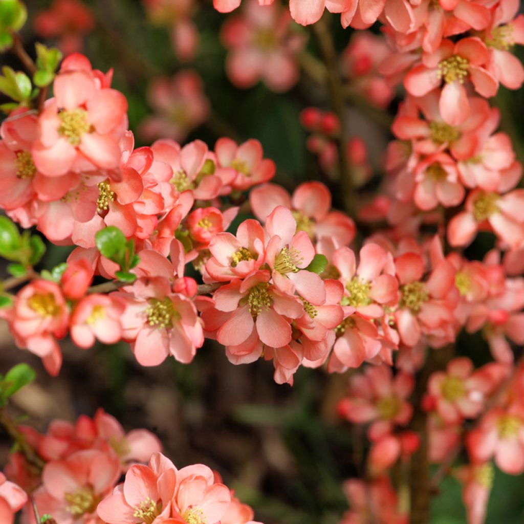 Membrillero del JapónSalmon Horizon - Chaenomeles superba