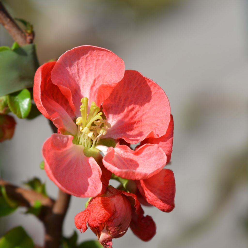 Membrillero del Japón Texas Scarlet - Chaenomeles superba