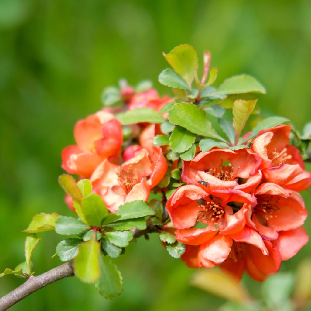 Membrillero del Japón Texas Scarlet - Chaenomeles superba