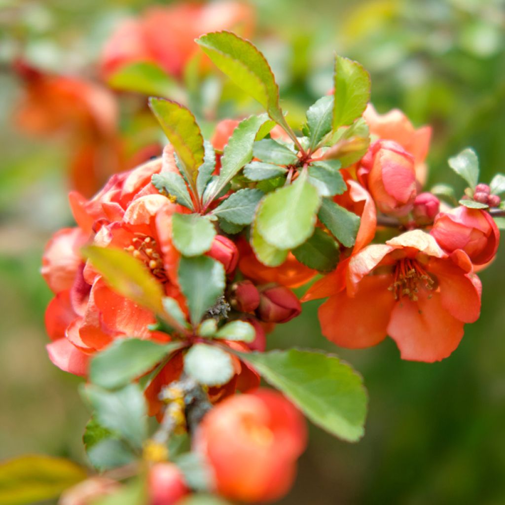 Membrillero del Japón Texas Scarlet - Chaenomeles superba