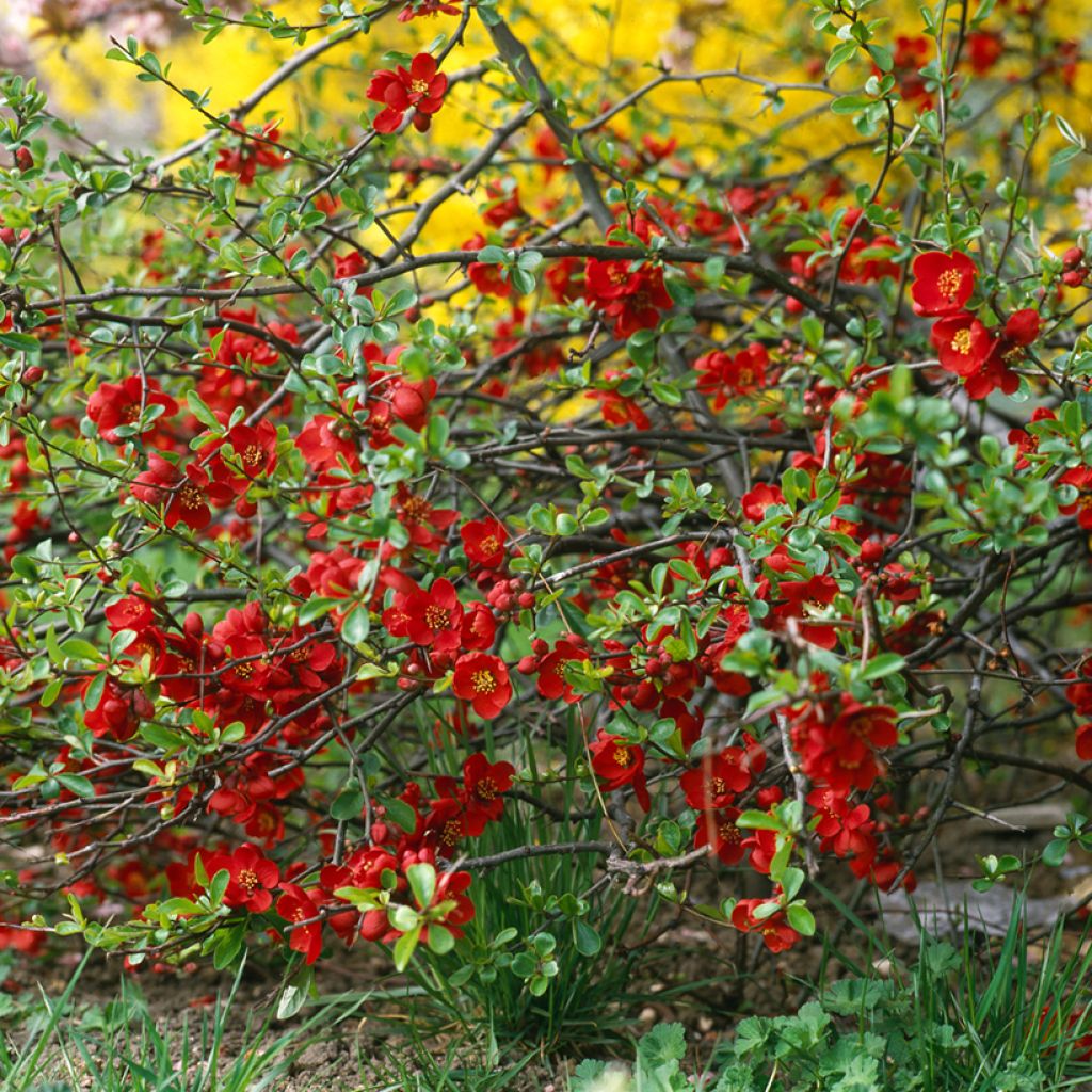 Membrillero del Japón Crimson and Gold - Chaenomeles superba