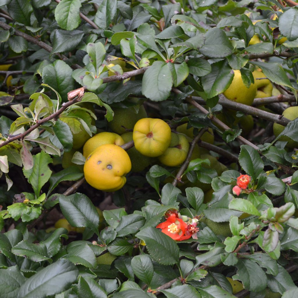 Membrillero del Japón Crimson and Gold - Chaenomeles superba