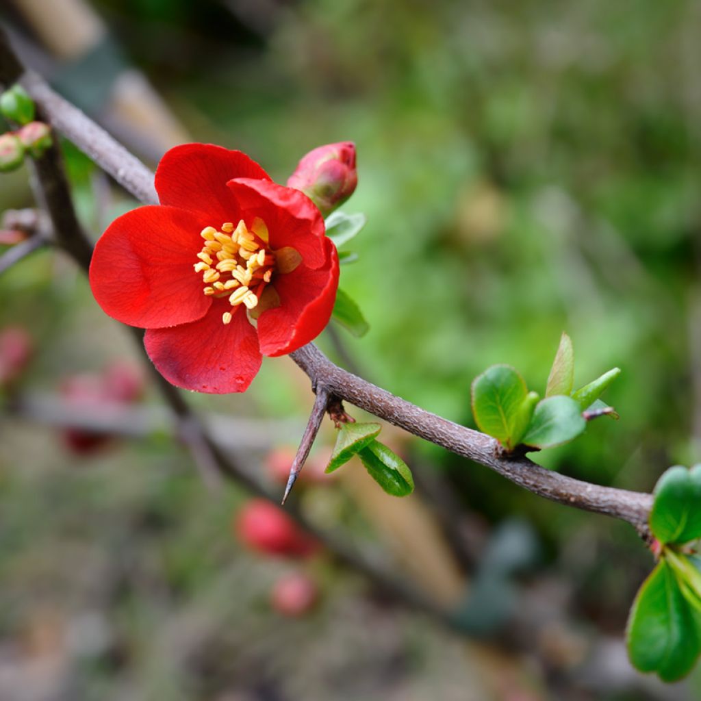 Membrillero del Japón Crimson and Gold - Chaenomeles superba