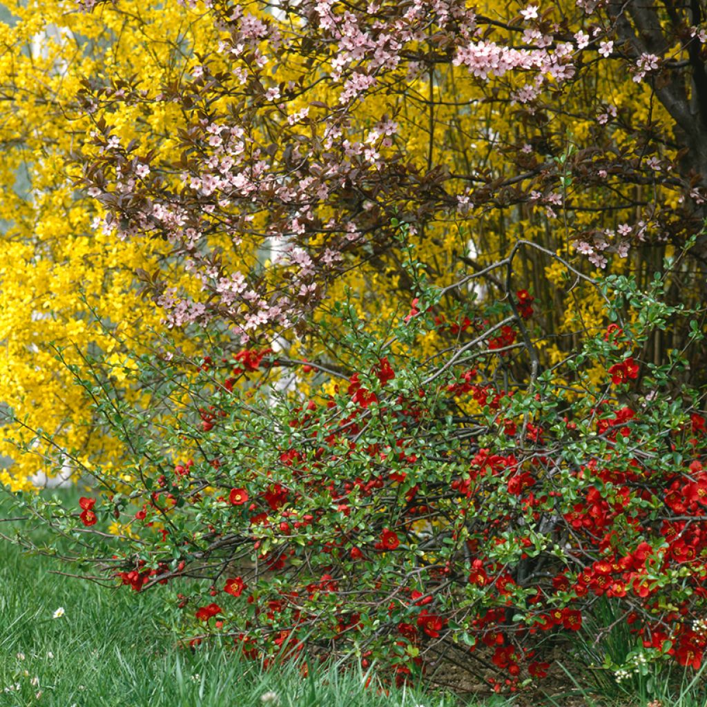 Membrillero del Japón Crimson and Gold - Chaenomeles superba