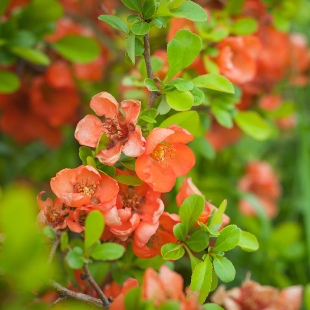 Membrillero del Japón Friesdorfer - Chaenomeles speciosa