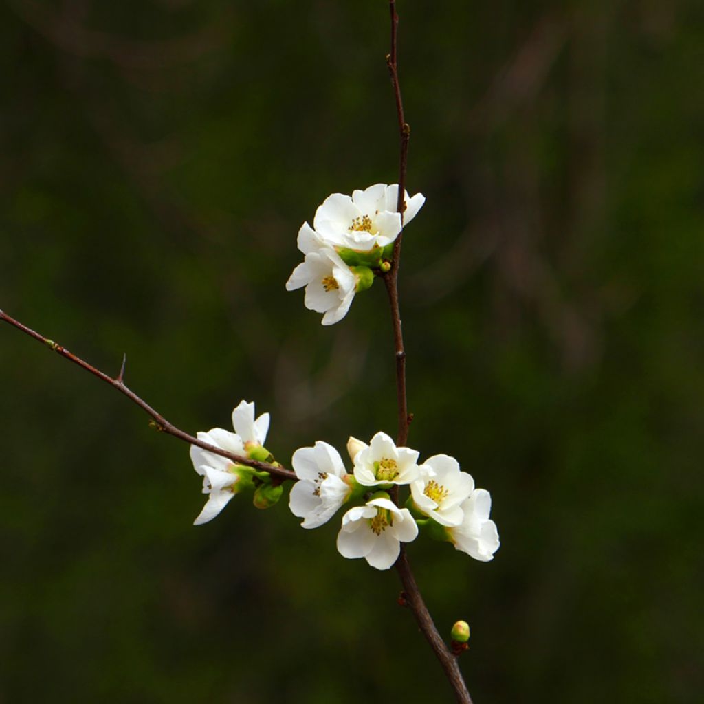 Membrillero del Japón Jet Trail - Chaenomeles superba