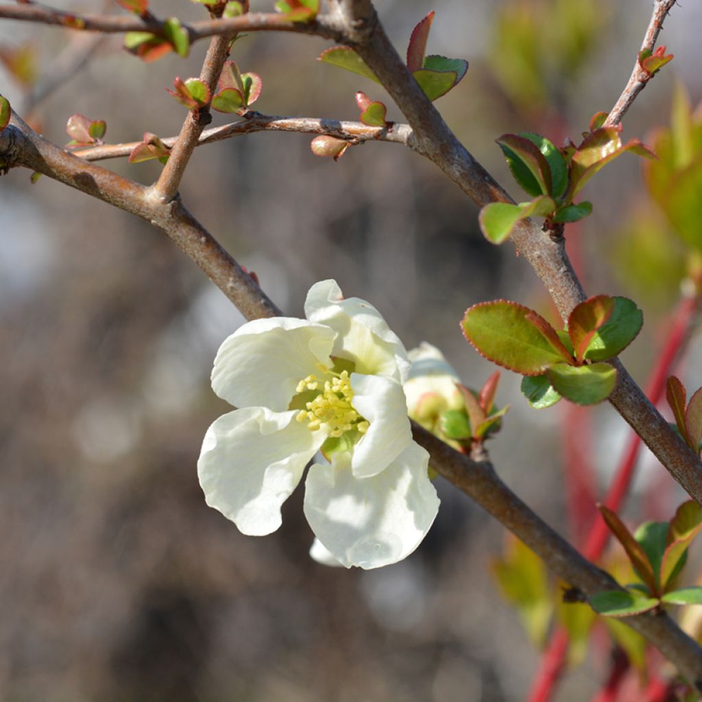 Membrillero del Japón Jet Trail - Chaenomeles superba