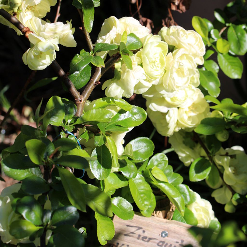 Membrillero del Japón Kinshiden - Chaenomeles speciosa