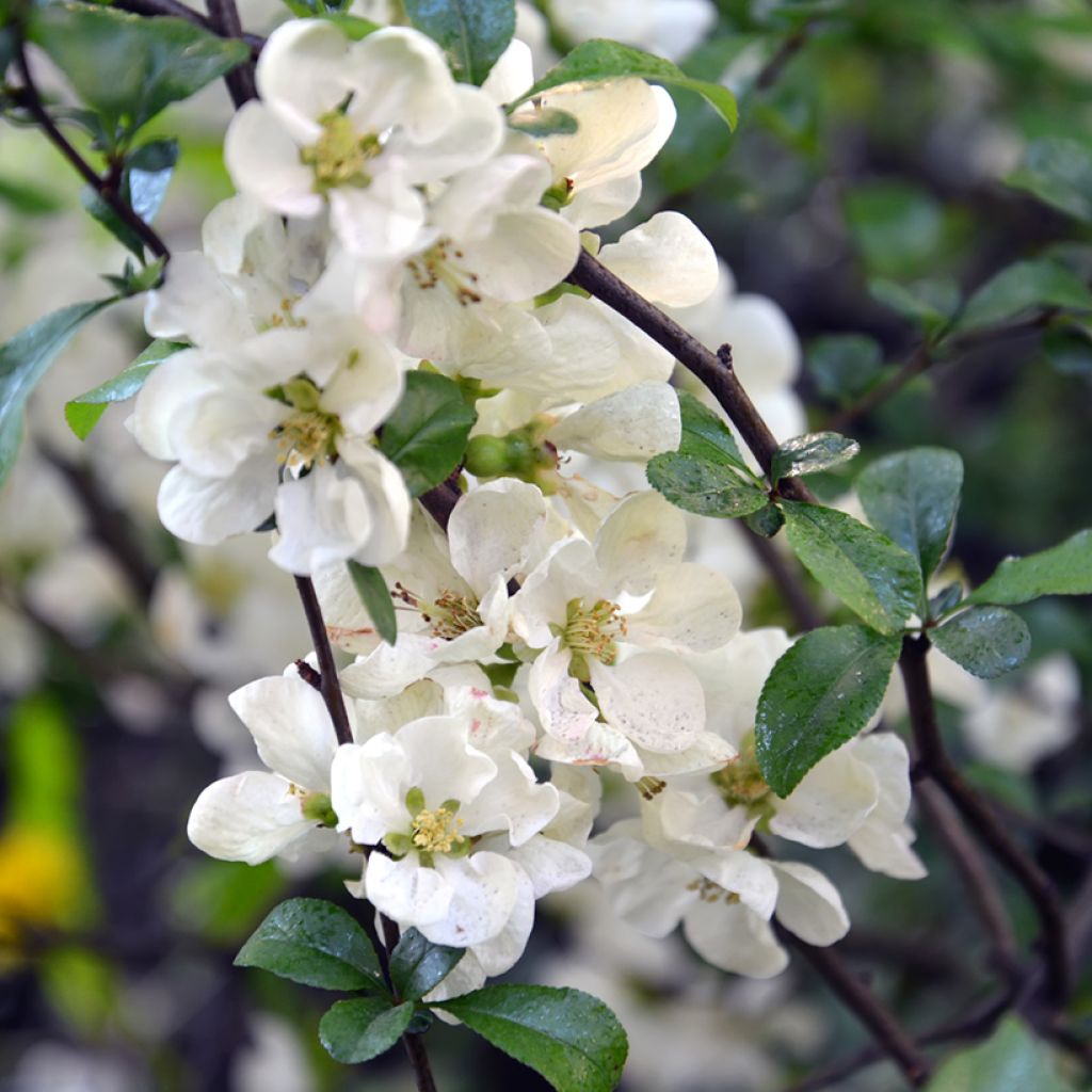 Membrillero del Japón Nivalis - Chaenomeles speciosa