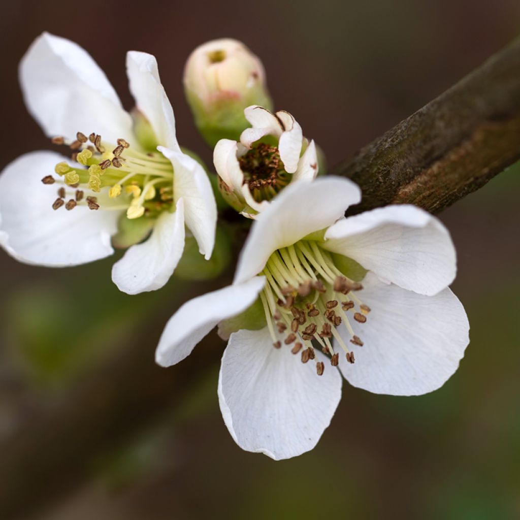 Membrillero del Japón Nivalis - Chaenomeles speciosa