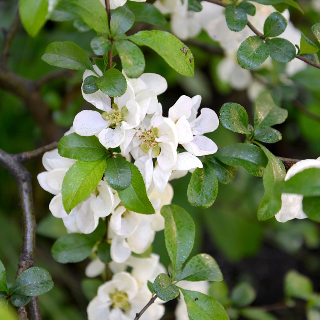 Membrillero del Japón Nivalis - Chaenomeles speciosa