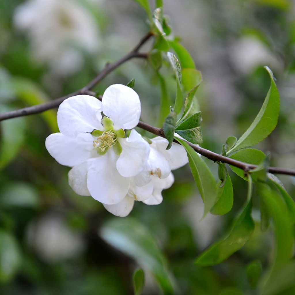 Membrillero del Japón Nivalis - Chaenomeles speciosa