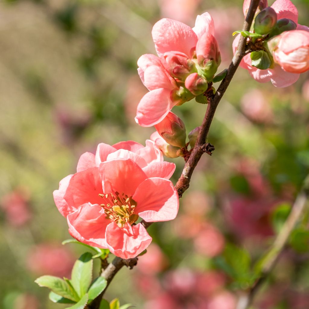 Membrillero del Japón Pink Lady - Chaenomeles superba