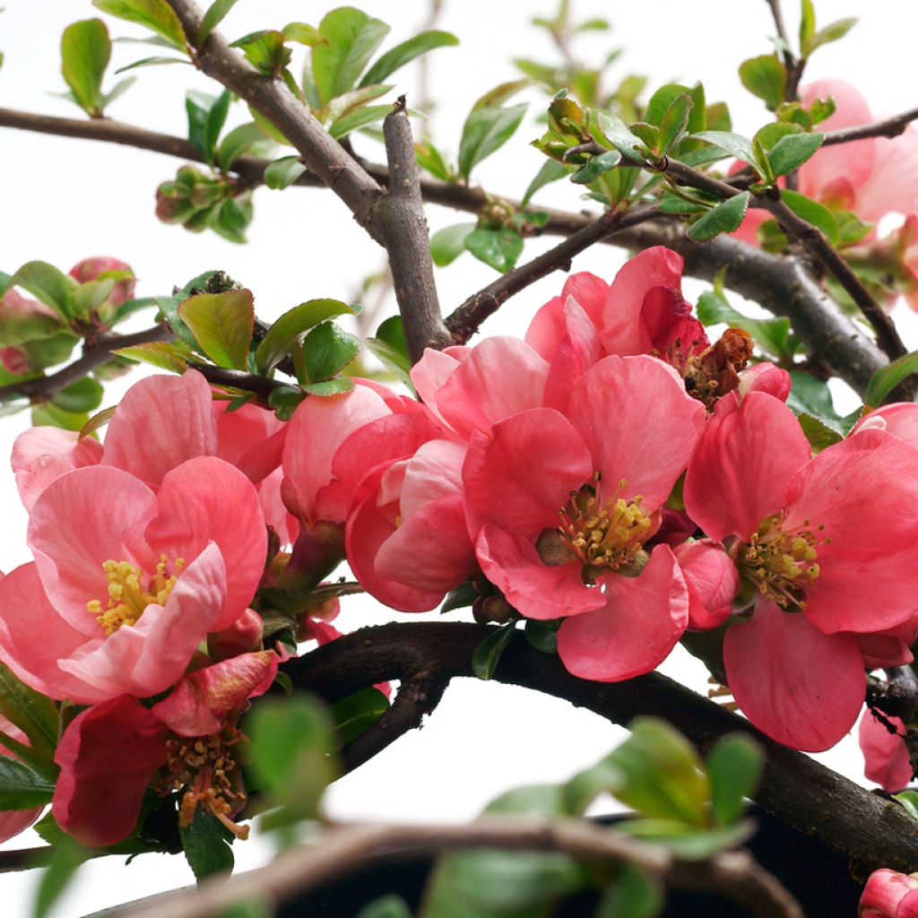 Membrillero del Japón Pink Lady - Chaenomeles superba