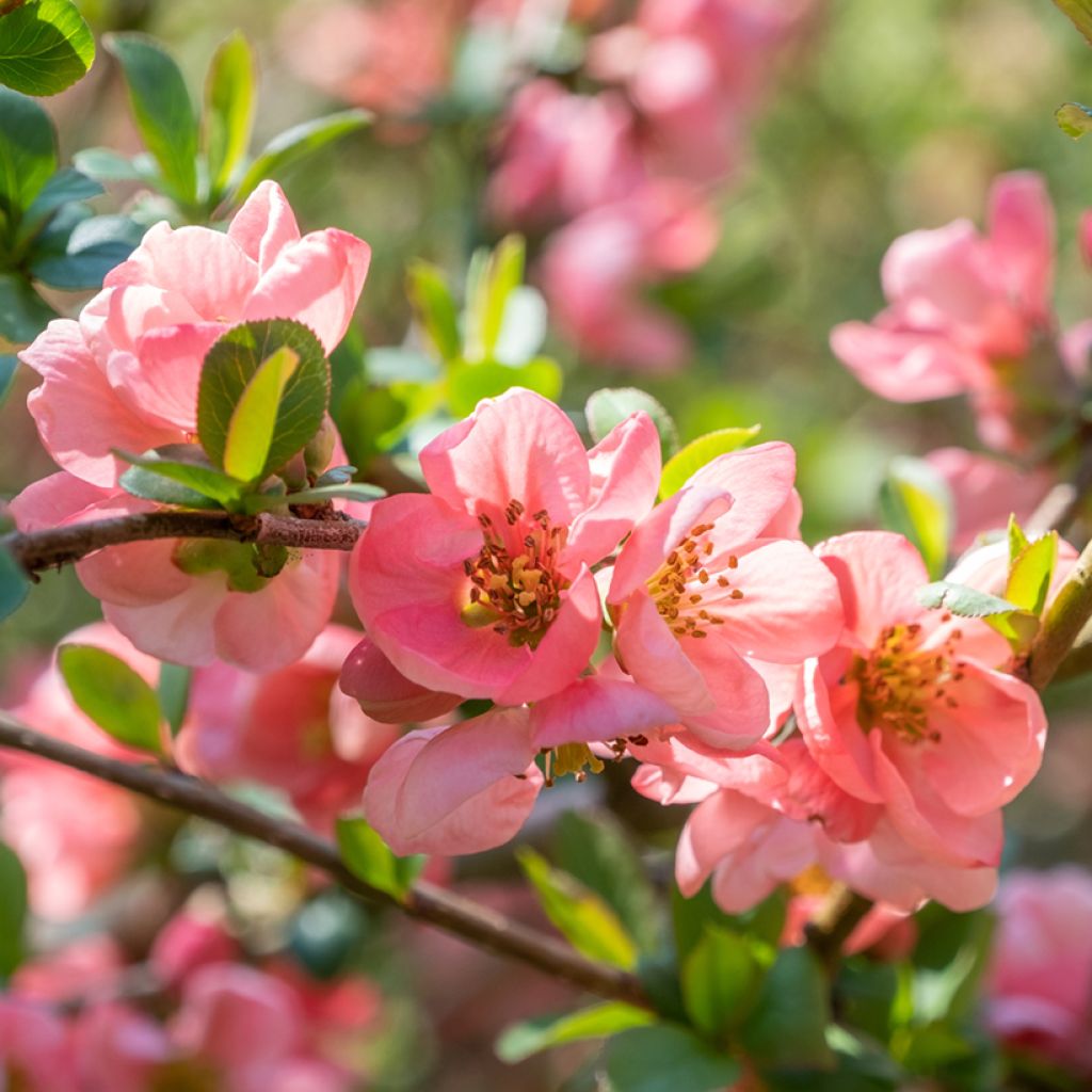 Membrillero del Japón Pink Lady - Chaenomeles superba