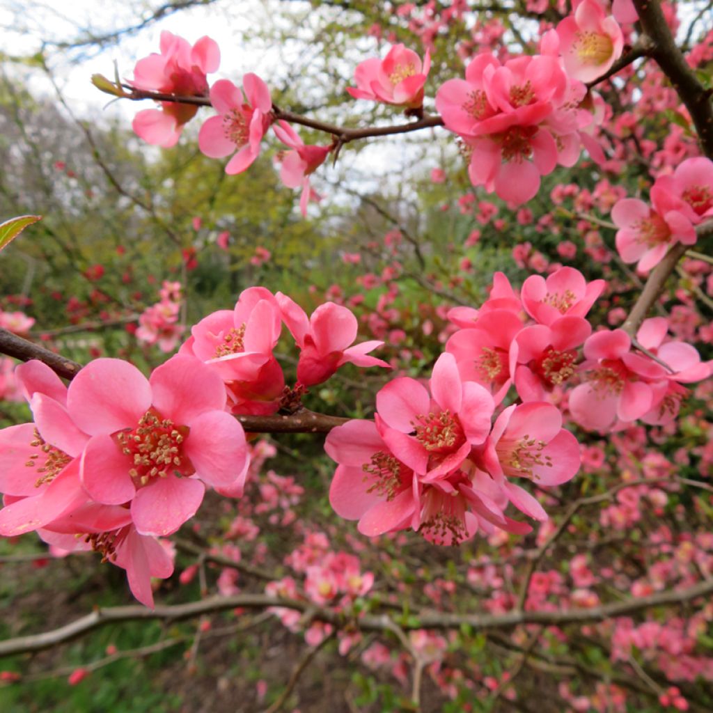 Membrillero del Japón Pink Trail - Chaenomeles superba