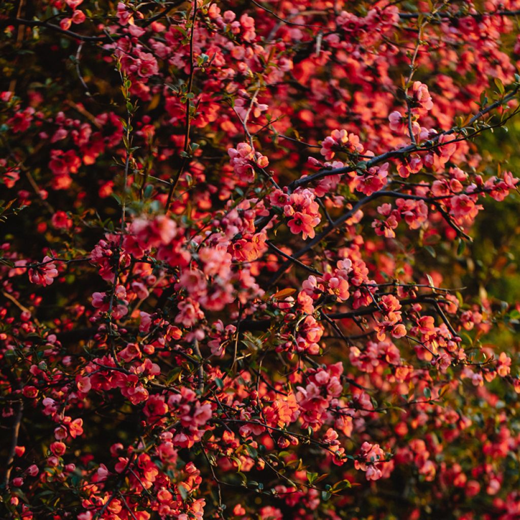 Membrillero del Japón Red Joy - Chaenomeles superba