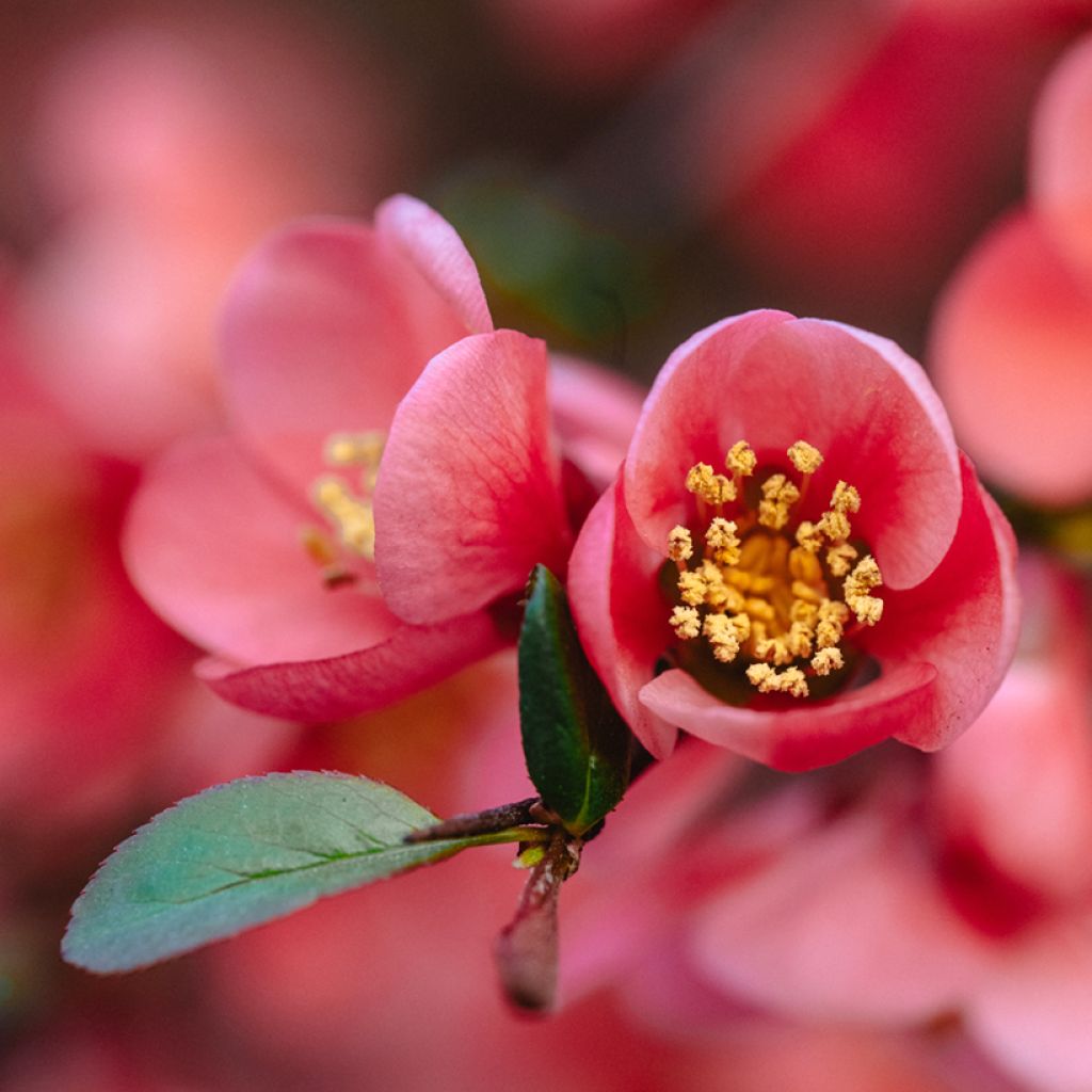 Membrillero del Japón Red Joy - Chaenomeles superba