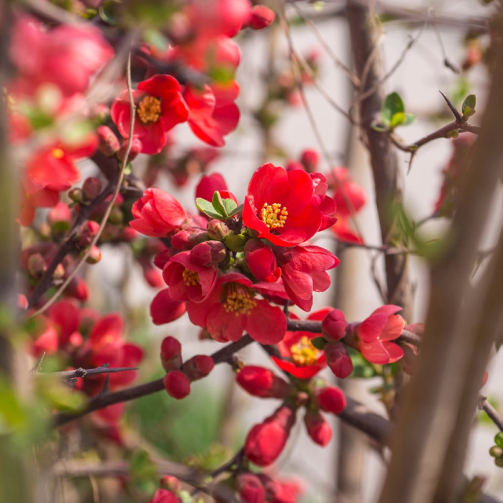 Membrillero del Japón Red Joy - Chaenomeles superba