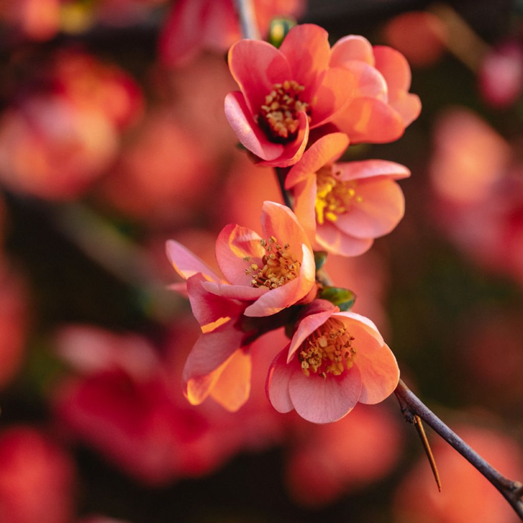 Membrillero del Japón Red Joy - Chaenomeles superba