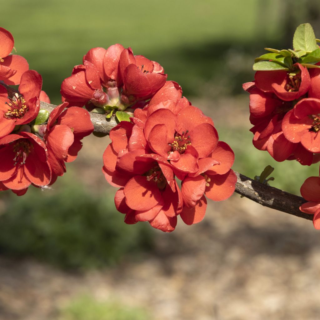 Membrillero del Japón Rubra - Chaenomeles speciosa