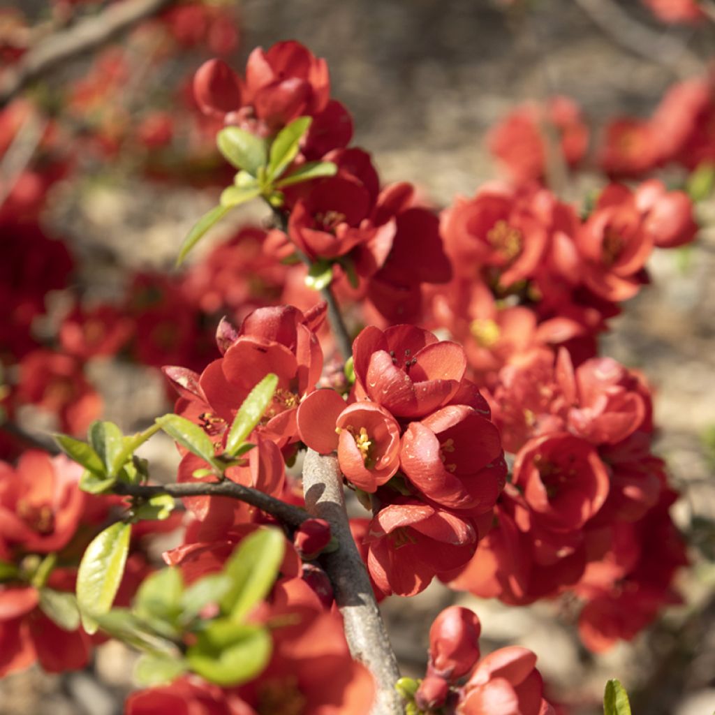 Membrillero del Japón Rubra - Chaenomeles speciosa