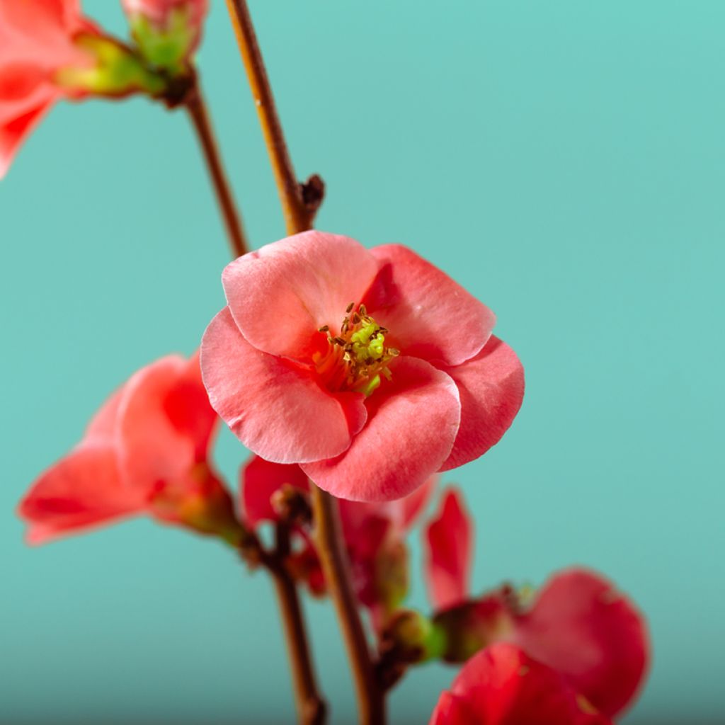 Chaenomeles japonica Sargentii - Membrillero de flor