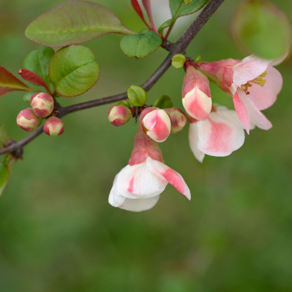 Membrillero del Japón Toyo-Nishiki - Chaenomeles speciosa