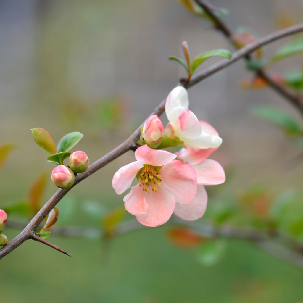 Membrillero del Japón Toyo-Nishiki - Chaenomeles speciosa