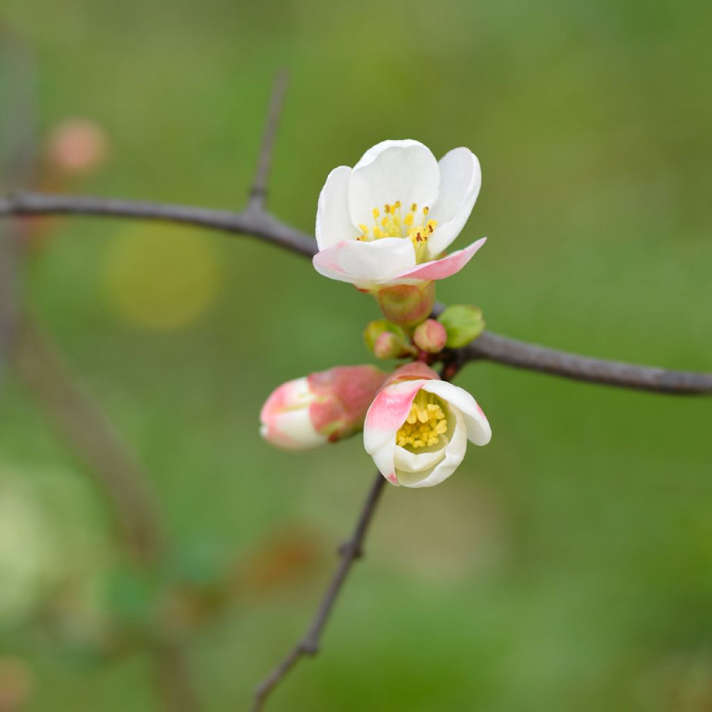 Membrillero del Japón Toyo-Nishiki - Chaenomeles speciosa