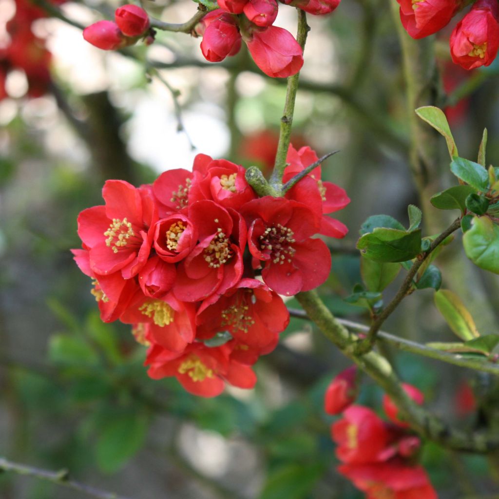 Cognassier du Japon Fire dance - Chaenomeles speciosa 