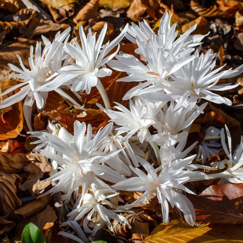 Colchicum autumnale Alboplenum - Cólquico