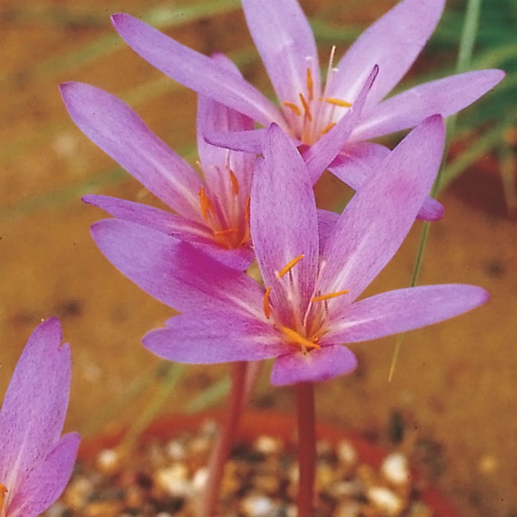 Colchicum autumnale Pannonicum - Cólquico