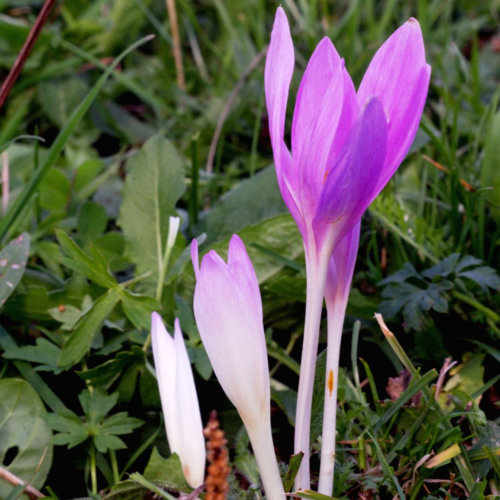 Colchicum autumnale Pannonicum - Cólquico