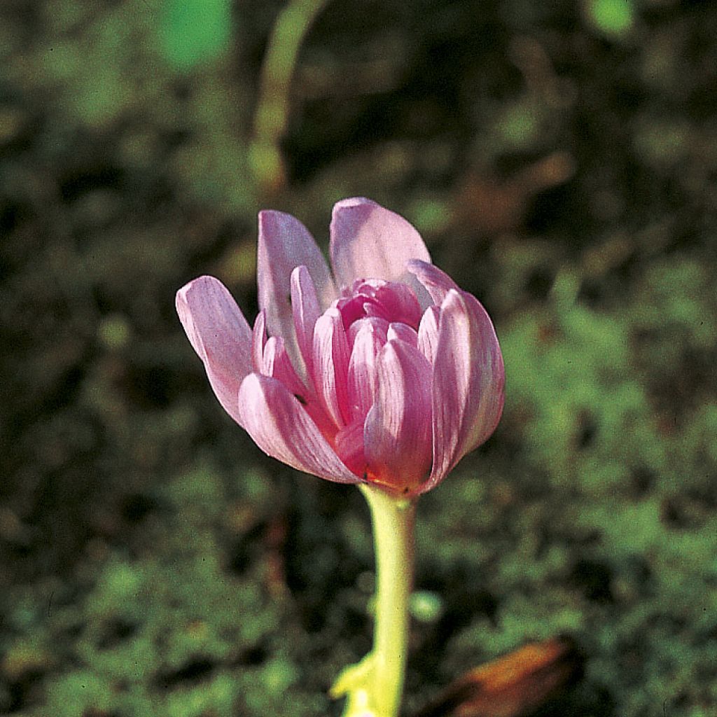 Colchicum autumnale Pleniflorum - Cólquico