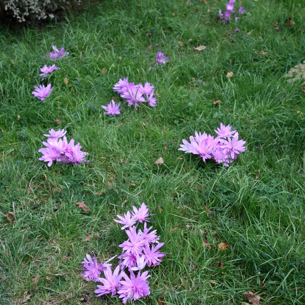 Colchicum autumnale Pleniflorum - Cólquico