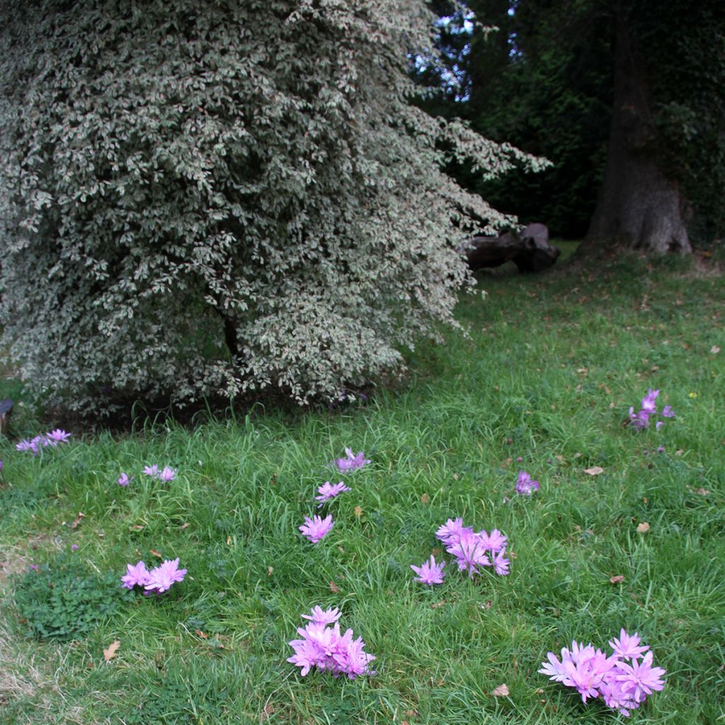 Colchicum autumnale Pleniflorum - Cólquico