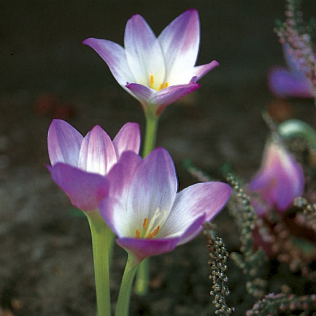 Colchicum speciosum Giganteum