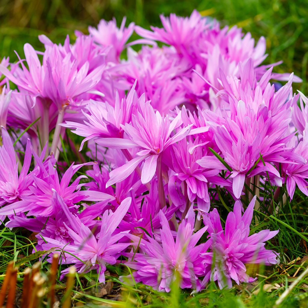 Colchicum Waterlily