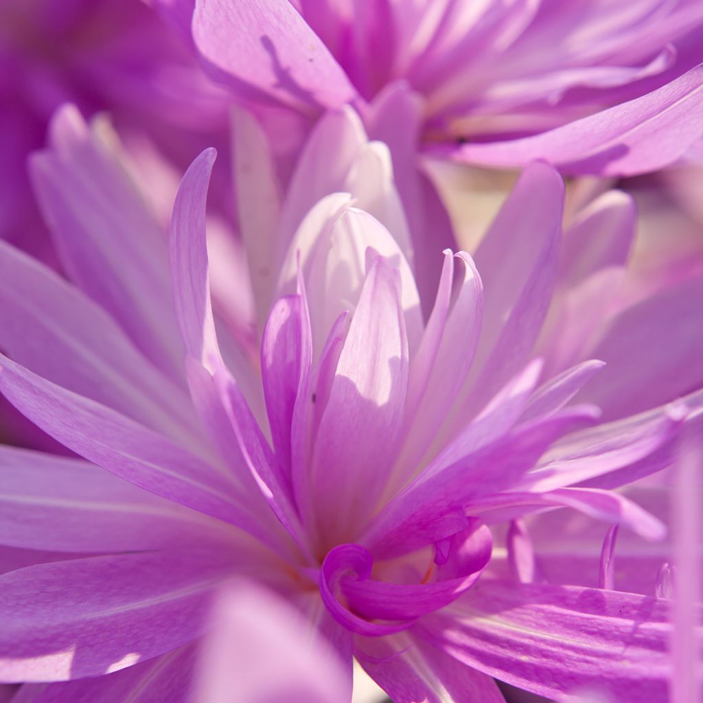 Colchicum Waterlily