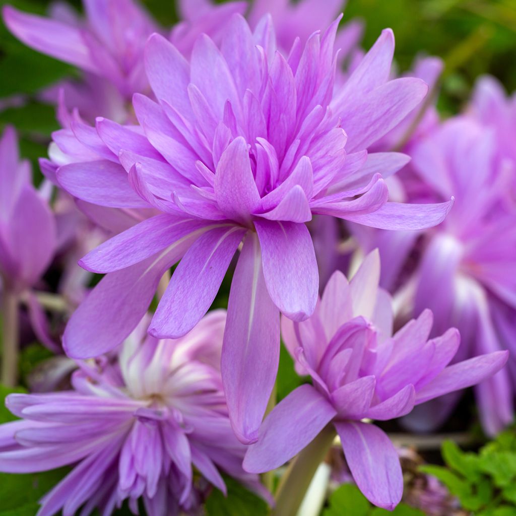 Colchicum Waterlily