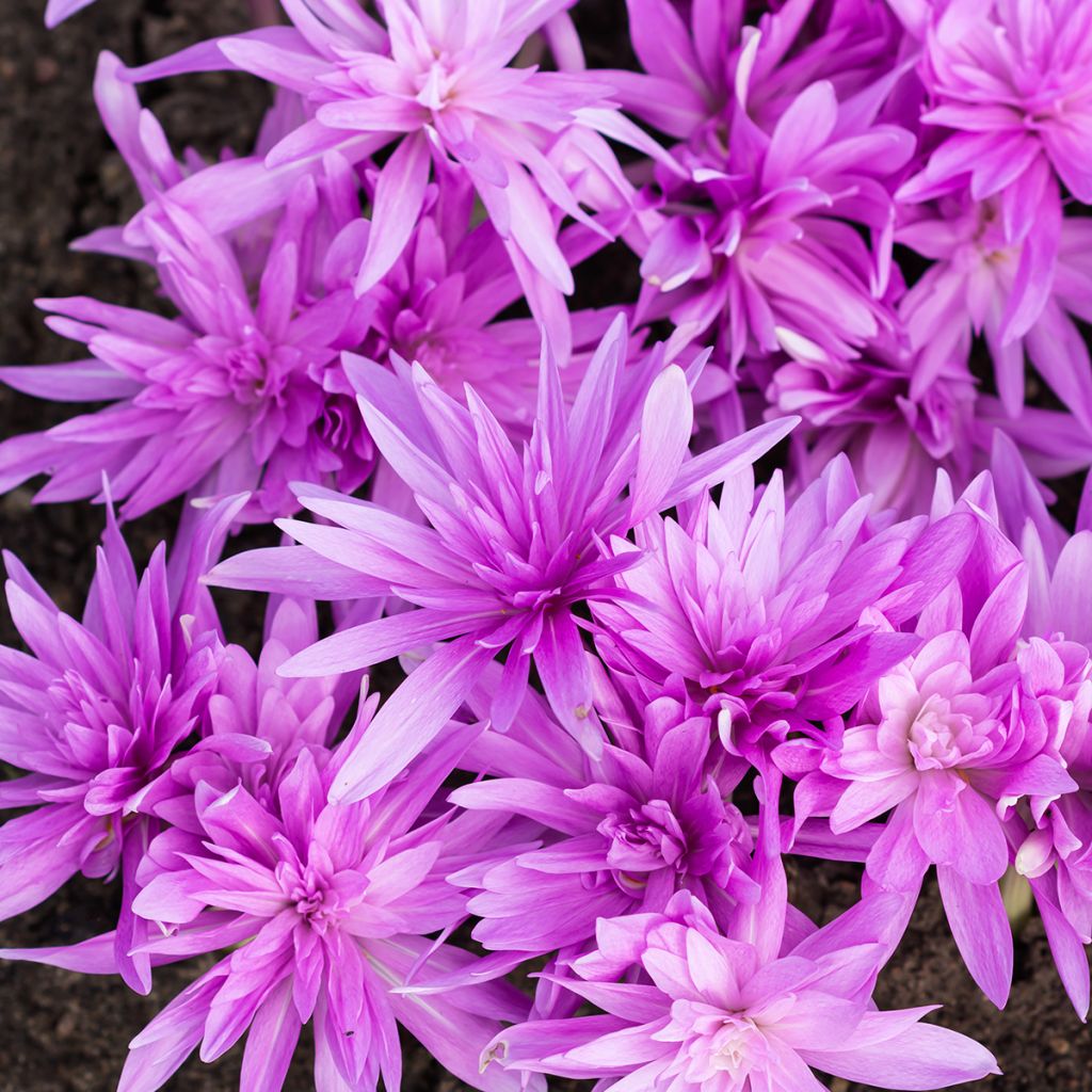 Colchicum Waterlily