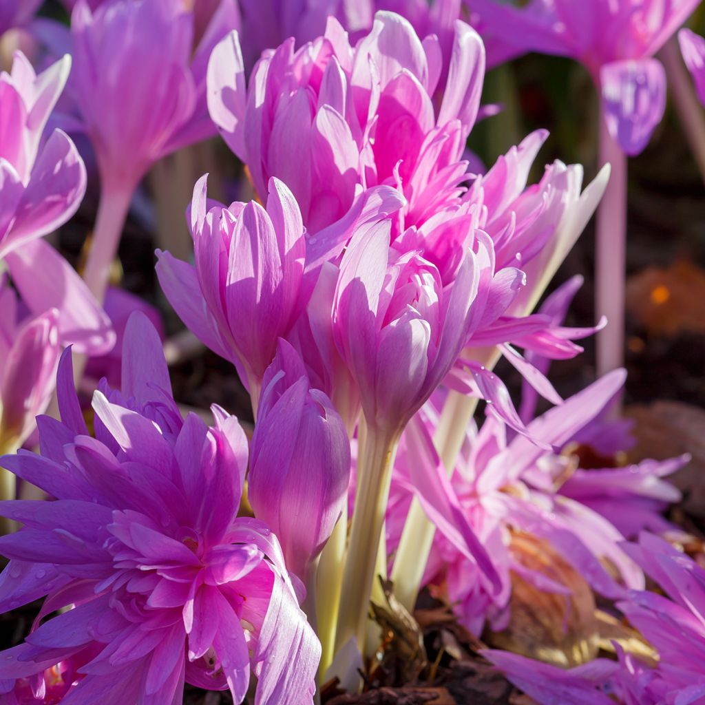 Colchicum Waterlily