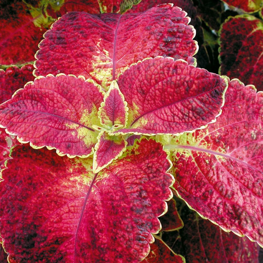 Coleus Copinto Bloody Mary